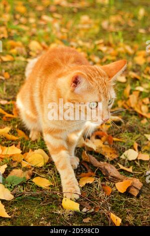 Katze, die nach vorne schaut, sitzt im Herbst Blätter im Garten Stockfoto