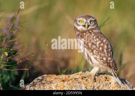 Die kleine Eule Athene noctua, steht auf einem Felsen. Hochformat. Stockfoto