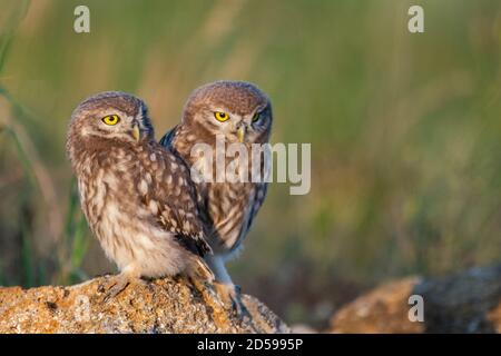 Zwei kleine Eule Athene noctua, steht auf einem Felsen. Nahaufnahme im Hochformat. Stockfoto