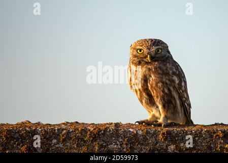 Die kleine Eule (Athene noctua) sitzt auf einem Betonzaun. Speicherplatz kopieren. Stockfoto