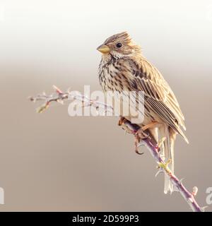 Maiskolben Miliaria calandra songbird auf einem schönen Hintergrund. Stockfoto