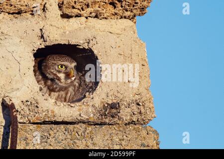 Die kleine Eule Athene noctua sitzt in einem Loch mit Beute im Schnabel. Stockfoto