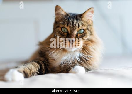 Grau gestreifte Katze liegt auf dem Bett Stockfoto
