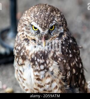 Nahaufnahme eines Burrowing Owl, Kanada Stockfoto