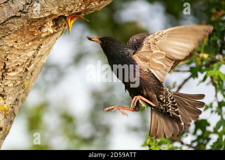 Sternschnuppen Sturnus vulgaris fliegt mit etwas Insekt zum Nest, füttert sein Küken. Nahaufnahme. Stockfoto