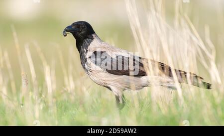 Kapuzen-Krähe steht im Gras mit einem Insekt im Schnabel, im schönen Licht. Corvus cornix. Stockfoto