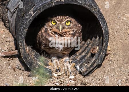 Eingrabende Eule sitzt in einem Abflussrohr, Kanada Stockfoto