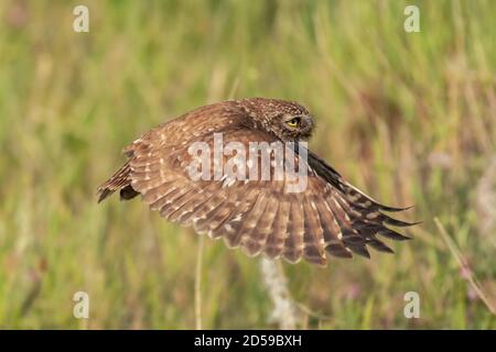 Erwachsene kleine Eule Athene noctua im Flug, Nahaufnahme. Stockfoto