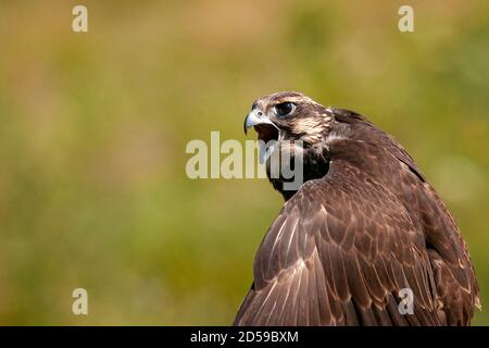 Greifvögel - Sakerfalke (Falco cherrug). Nahaufnahme im Hochformat. Stockfoto