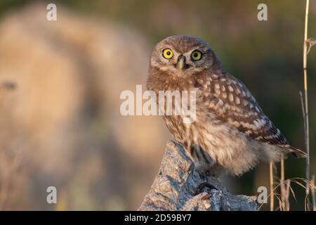 Die kleine Eule Athene noctua, steht auf einem Felsen. Hochformat. Stockfoto