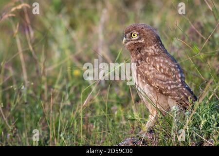 Die kleine Eule Athene noctua, im Gras stehend. Hochformat. Stockfoto