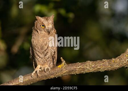 Europäische Scops Eule Otus Scops, sitzt im Wald auf einem Ast. Stockfoto