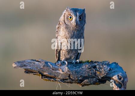 Europäische Scops Eule Otus Scops, sitzt auf einem Zweig. Stockfoto