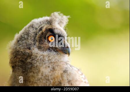 Porträt eines Eule Kükens, langohrige Eule. ASIO otus Stockfoto