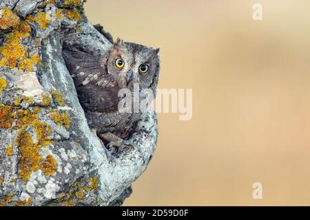 Scops Eule schaut aus dem Nesthole. Otus-Scops. Stockfoto