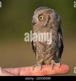 Junge europäische Scheule Eule Otus Scheule sitzen auf der Hand. Stockfoto