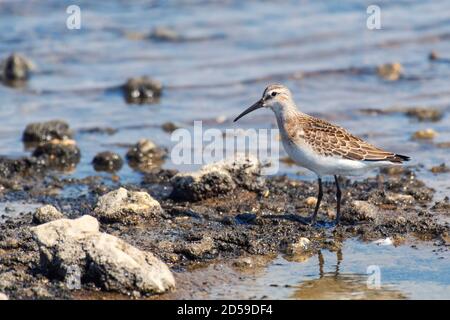 Vogelstrandläufer Calidris ferruginea, Spaziergang durch flaches Wasser. Stockfoto