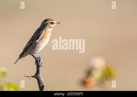 Whinchat Saxicola rubetra weiblich, sitzt auf Zweig in einem schönen Licht. Stockfoto