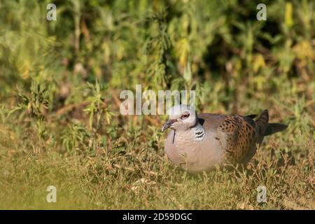 Europäische Turteltaube, Streptopelia turtur Gras aus nächster Nähe sitzend. Stockfoto