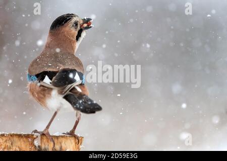 Eurasian jay (Garrulus glandarius) sitzt auf einem schneebedeckten Vogelfutterhäuschen, mit einer Nuss im Schnabel. Stockfoto