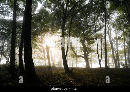 Brighton UK 13. Oktober 2020 - am frühen Morgen Herbstnebel wird von der Sonne im Wald am Devils Dike, nördlich von Brighton, verbrannt, da trockeneres, besiedeltes Wetter für später in der Woche in ganz Großbritannien prognostiziert wird : Credit Simon Dack / Alamy Live News Stockfoto