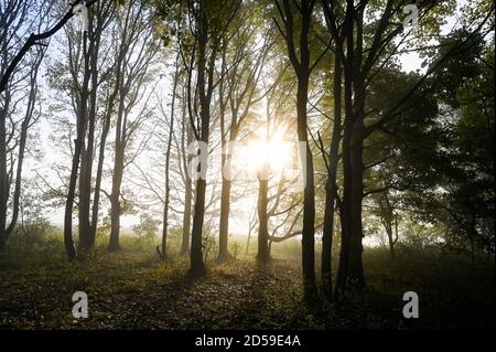 Brighton UK 13. Oktober 2020 - am frühen Morgen Herbstnebel wird von der Sonne im Wald am Devils Dike, nördlich von Brighton, verbrannt, da trockeneres, besiedeltes Wetter für später in der Woche in ganz Großbritannien prognostiziert wird : Credit Simon Dack / Alamy Live News Stockfoto