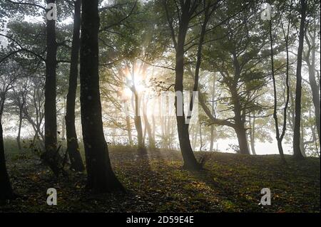 Brighton UK 13. Oktober 2020 - am frühen Morgen Herbstnebel wird von der Sonne im Wald am Devils Dike, nördlich von Brighton, verbrannt, da trockeneres, besiedeltes Wetter für später in der Woche in ganz Großbritannien prognostiziert wird : Credit Simon Dack / Alamy Live News Stockfoto