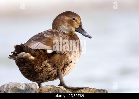 Porträt der Hündin (Aythya ferina) auf Stein. Stockfoto