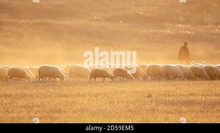 Eine Herde Schafe auf einer Wiese. In den schönen Strahlen der untergehenden Sonne. Stockfoto