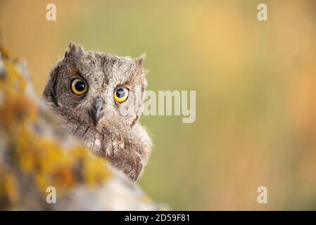 Scops Eule schaut aus dem Nesthole. Otus scops close up. Stockfoto
