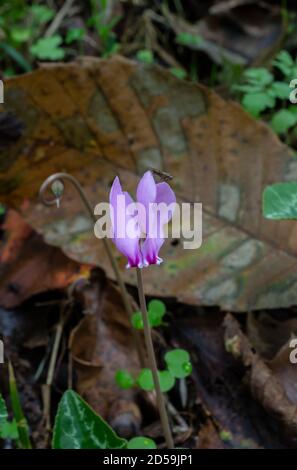 Die europäischen Cyclamen oder Cyclamen Purpurascens wachsen in einem feuchten Herbstwald in Frankreich. Stockfoto