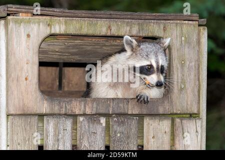 Ein Waschbär in einem Holzmüllbehälter.der Behälter hat vorne eine Klappe, die vom Waschbär offen gehalten wird. Er hat Essen im Mund. Stockfoto