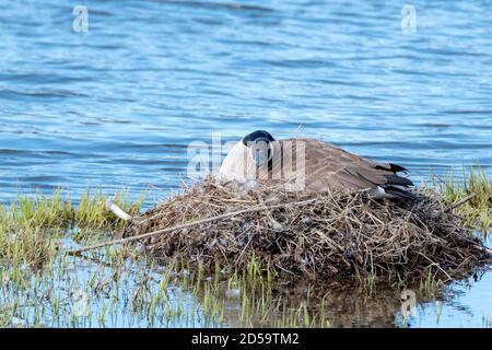 Eine Kanadagans, die auf einem Nest sitzt. Das Nest ist im Wasser. Stockfoto