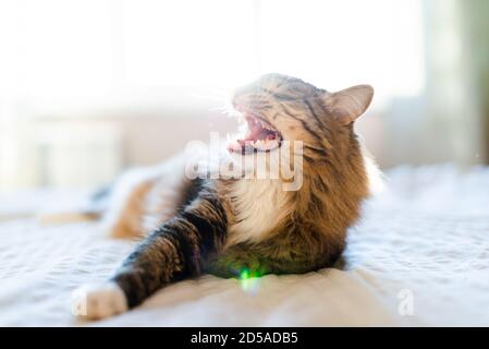 Katze Gähnen mit Mund weit öffnen und zeigt Zähne Stockfoto