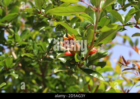 Granatapfel Blumen und grüne Blätter in der Natur. Stockfoto