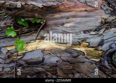 Decay Tree barck Stockfoto