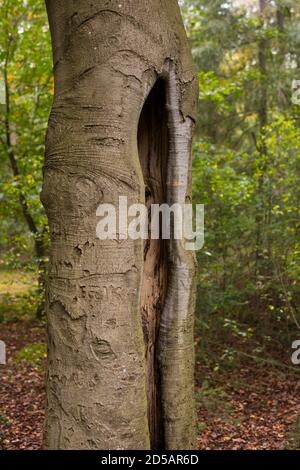 Hohle Buche im Herbst aus einem niedrigen Blickwinkel betrachtet, Europa Stockfoto