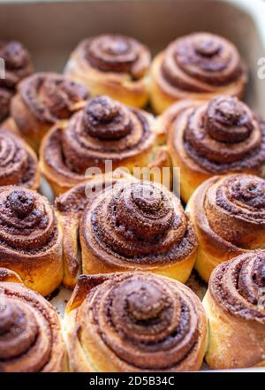 Köstliche runde Zimtschnecken auf einem Backblech nach dem Ofen. Stockfoto