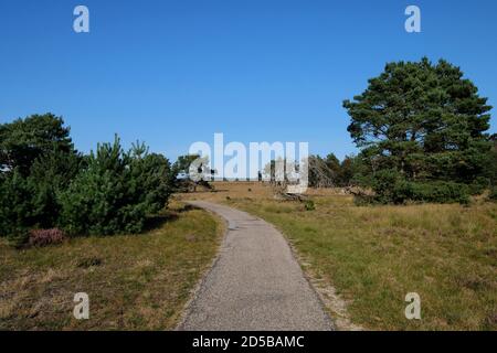 Radweg durch die Heidelandschaft im Nationalpark De Hoge Veluwe, einem Naturpark in den Niederlanden, Provinz Gelderland Stockfoto