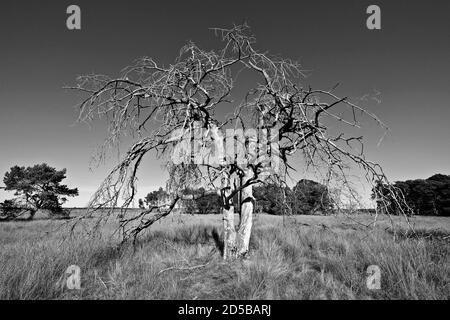 Toter Baum im Nationalpark De Hoge Veluwe mit dem Kröller-Müller Museum, Provinz Gelderland, Niederlande Stockfoto