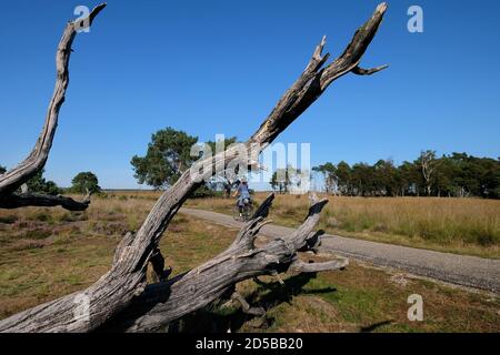 Radweg durch die Heidelandschaft im Nationalpark De Hoge Veluwe, einem Naturpark in den Niederlanden, Provinz Gelderland Stockfoto