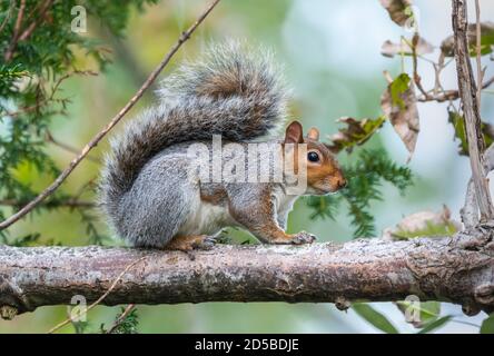 Eastern Grey Squirrel (Grey Squirrel), Sciurus carolinensis, stehend auf einem Baumzweig im Herbst in West Sussex, England, Großbritannien. Stockfoto