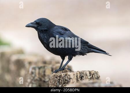 Aas Crow (Corvus corone) auf einer Groyne am Meer im Herbst in Großbritannien. Stockfoto