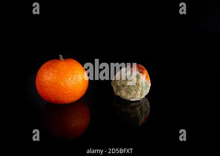 Schimmelige verfaulte Orange und eine frische Mandarine auf schwarzem Hintergrund, verdorbenes Obst, schlechtes altes Essen Stockfoto