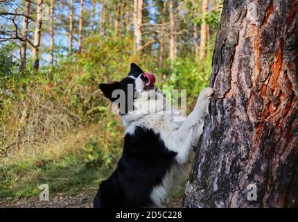 Active Border Collie mit Zunge aus springt mit seinem Paw on Tree Trunk während des sonnigen Herbsttages. Liebenswert schwarz und weiß Hund im Wald. Stockfoto