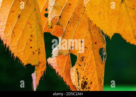 Detaillierte Nahaufnahme von bunten, goldenen und gelben Herbstblättern vor dem Abgießen von #1. Zeigt Abnutzung mit Insektennibbles und Verfärbungen. Stockfoto