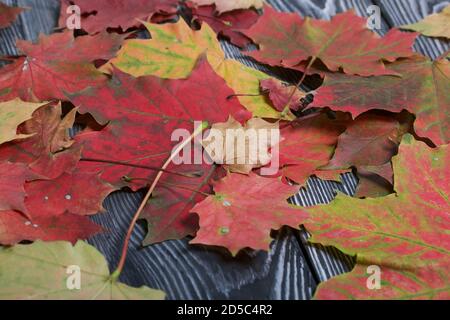 Herbst Ahornblätter in verschiedenen Schattierungen sind auf den schwarzen Kiefernbrettern verstreut. Stockfoto