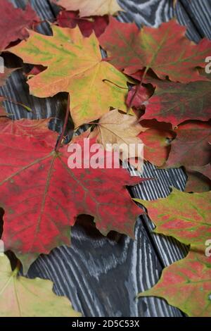 Herbst Ahornblätter in verschiedenen Schattierungen sind auf den schwarzen Kiefernbrettern verstreut. Stockfoto
