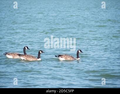 Branta canadensis. Drei Kanadagänse auf einem See in Devon, Großbritannien. Stockfoto