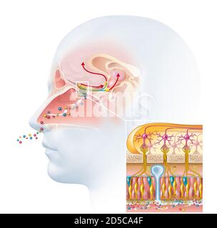 Der Geruchssinn und die detaillierte Darstellung des Olaktoriums Region Stockfoto